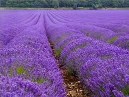 lavender -French  lavender 
