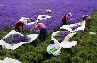 Lavender Essential oils from France Provence 