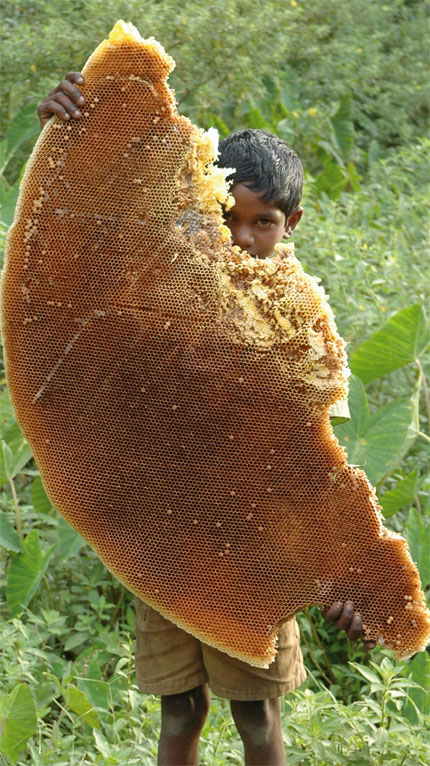 Honey from  Chembakolli  Wildlife 