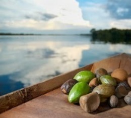 BRAZIL Sustainable beauty products from the Amazon Forest
