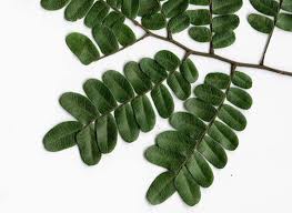 copaiba tree leaf