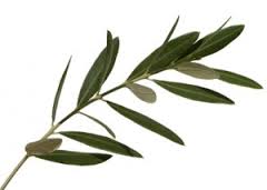 olive oil leaf