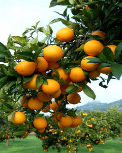 Orange Oils Florida Citrus Orange 