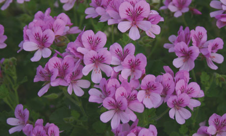 Geranium -Flower